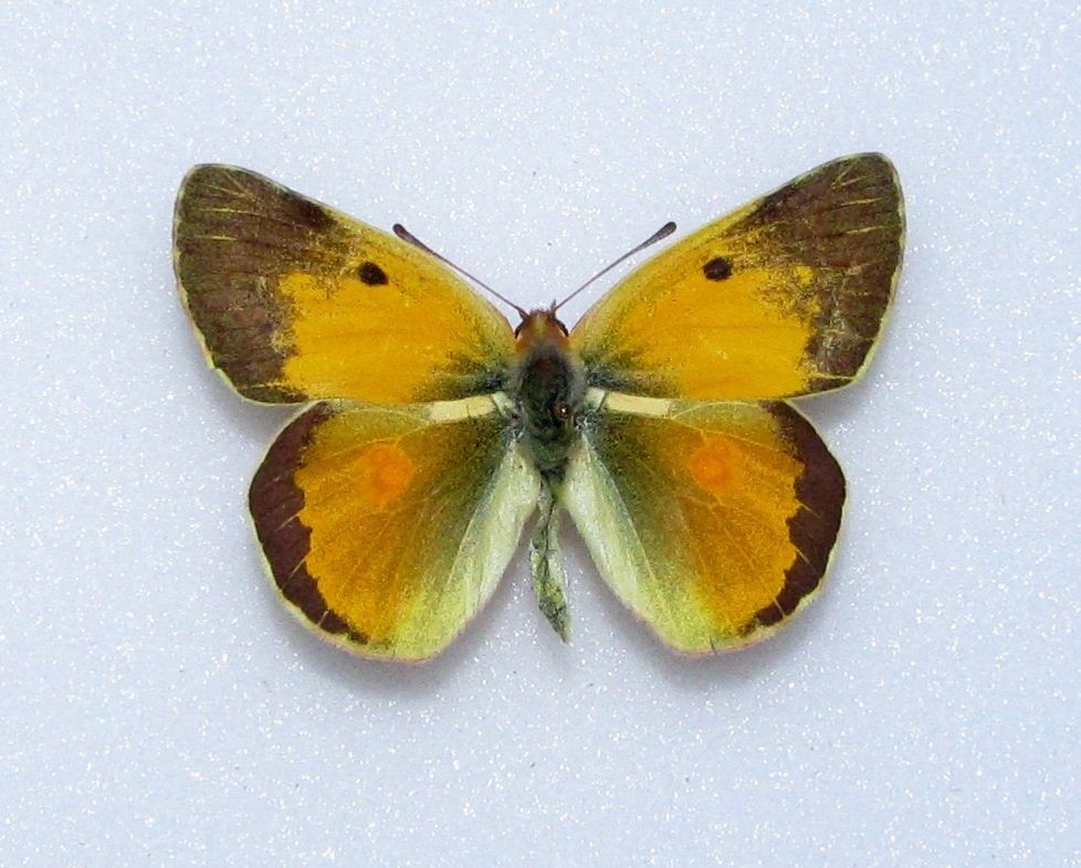 Colias crocea (aberration) [Internet image property of respective owner, non commercial use only]